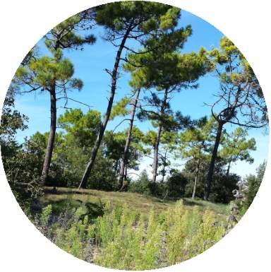 forêt