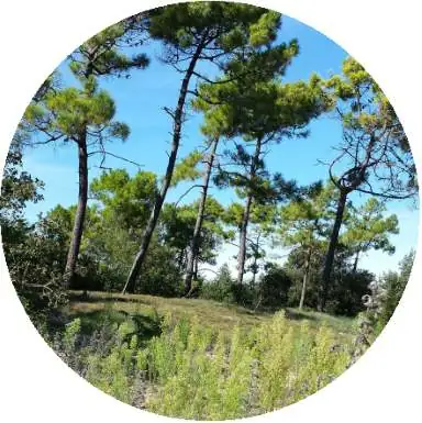 forêt